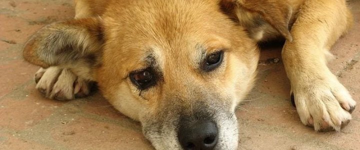 О выявление лептоспироза собак в городе Калуга - ГБУ КО «Калужская  городская станция по борьбе с болезнями животных»