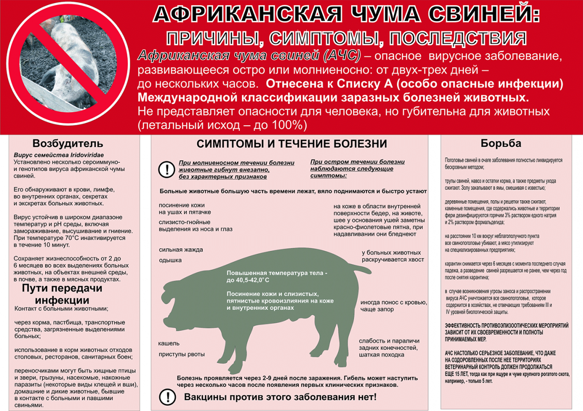 Африканская чума свиней: симптомы, лечение, меры борьбы